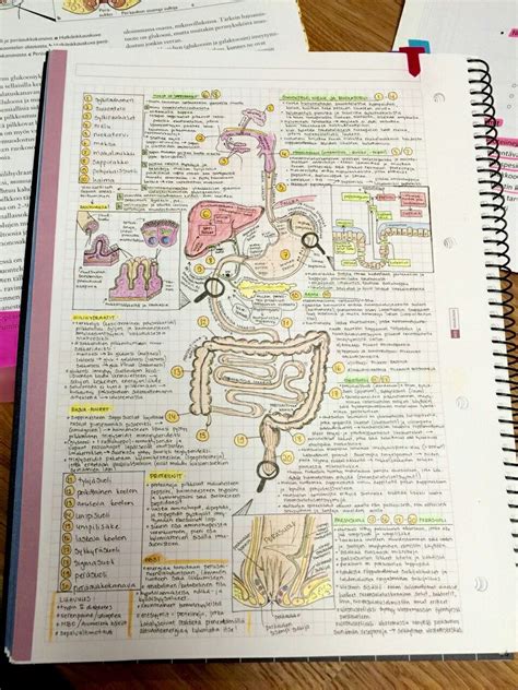 Pin By Marina Leander On Work Nursing School Notes Science Notes