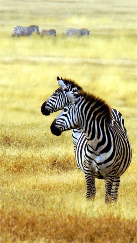 Wallpaper Zebra Savanna Cute Animals Animals 4525
