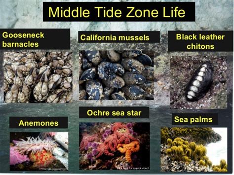 Tidal Zones Notes Ppt