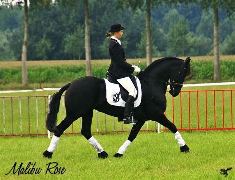 Dragon Hill Sport Stud: MALIBU ROSE