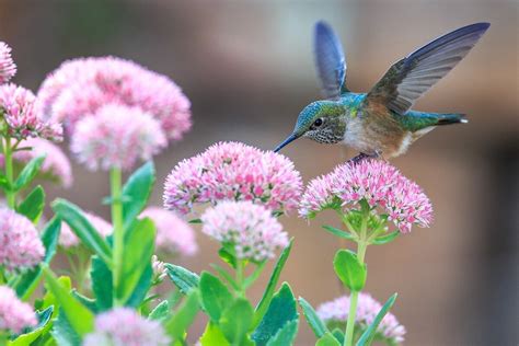 20 Eye Catching Flowers That Attract Hummingbirds Insteading