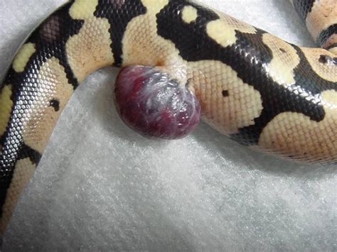 Photo Gallery Pythons Growth On Ball Python