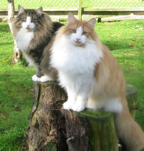 Breed Comparisons Norwegian Forest Cat World Cat Congress