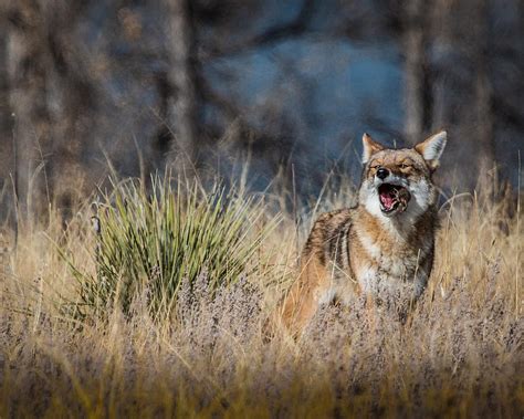 Coyote With A Mouthful Photograph By Dawn Key Fine Art America