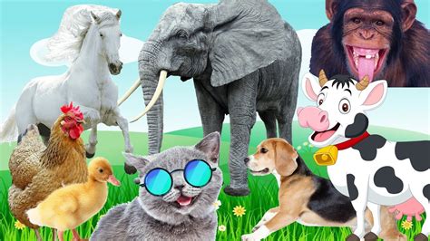 Funny Cute Animal Sounds Elephant Duck Dog Cow Chicken Horse Cat