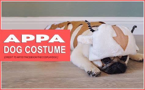 Appa Dog Costume Dress Your Dog Like Appa