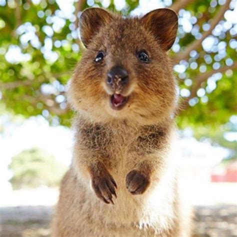 Adorable Happy Little Quokka Baby I Want To Cuddle