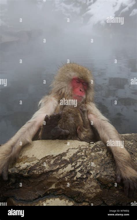 Japanese Macaque Macaca Fuscata At Hot Spring In Jigokudani Yaenkoen