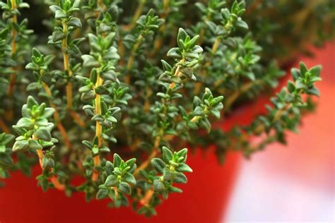 13 Medicinal Herbs You Can Grow Thyme Gardening Soul