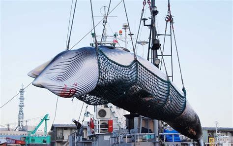 Japanese Whaling Ships Prepare First Commercial Hunt In More Than 30 Years