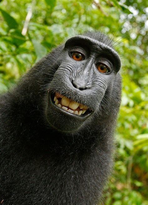 Las Mejores Fotos De Monos