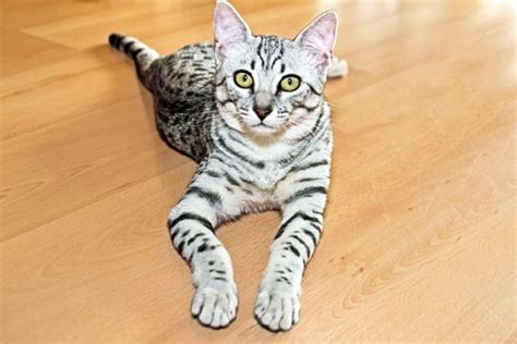 Reasons To Worship The Egyptian Mau Catster White Cat Breeds All