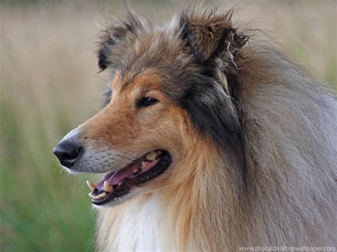 Rough Collie Wallpapers Pets Cute And Docile
