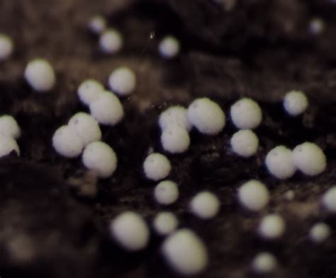 White Fluffy Pinhead Fungi With Basidia Mushroom Hunting And