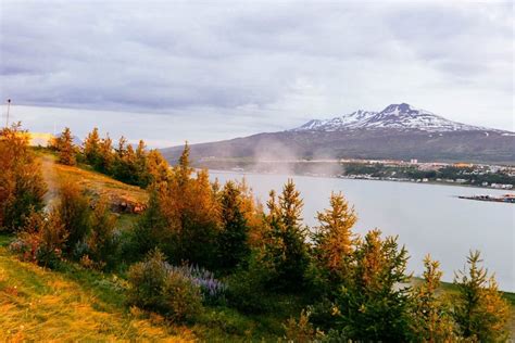 The Forests Of Iceland Foresting A Treeless Land Guide To Iceland