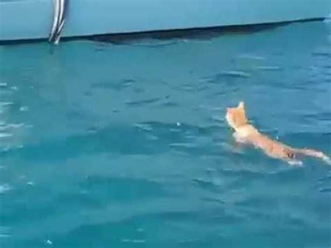 That's about 2 blocks high. cat can swim || swimming cat moment !! - YouTube