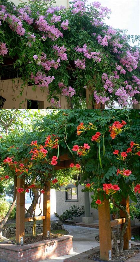 20 Favorite Flowering Vines And Climbing Plants