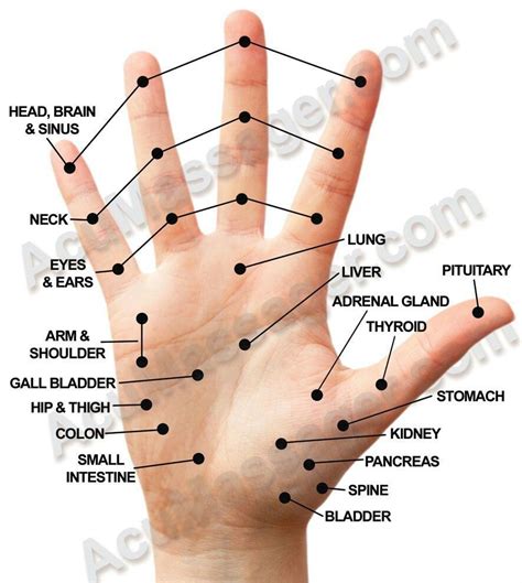 Head Acupuncture Points Chart