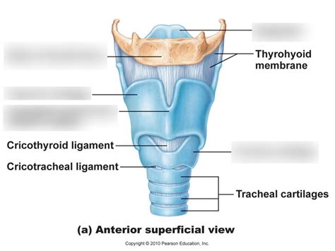 Anterior View Of Larynx Diagram Quizlet