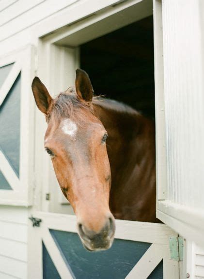 A Brown Horse Sticking Its Head Out Of A Stable