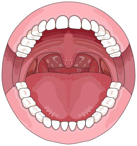 Open Human Mouth With Tongue Uvula Full Teeth Upper Lower Jaw Stock
