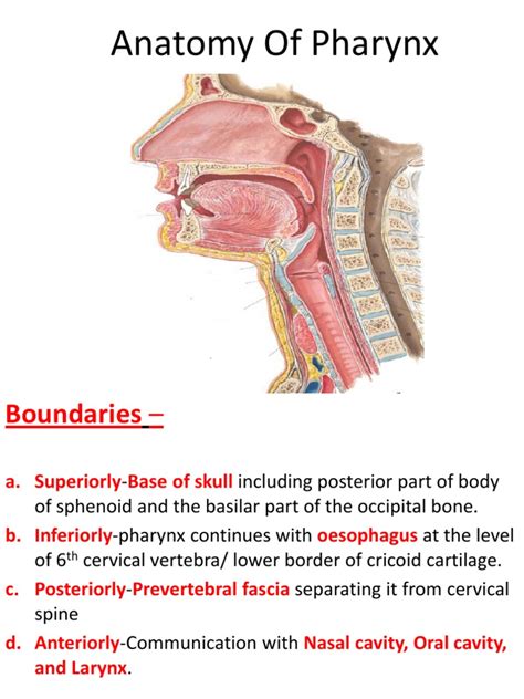 Anatomy Of Pharynx Neck Common Carotid Artery