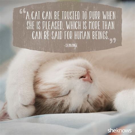 50 Cat Quotes That Only Feline Lovers Would Understand Pet Quotes Cat