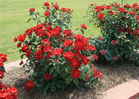 Home Gardeners Can Enjoy Garden Roses Mississippi State University