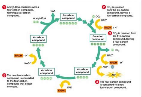 Krebs Cycle Easy Diagram