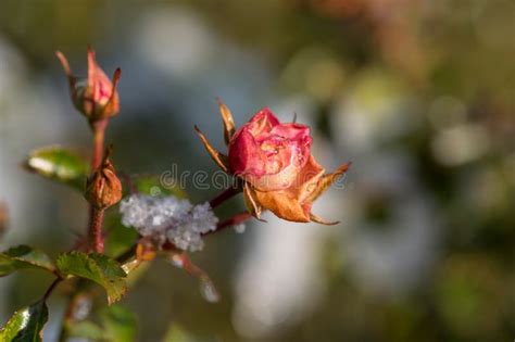 Pink Rose Covered With Snow Stock Photo Image Of Frozen Branch
