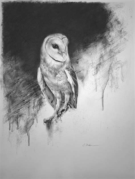 Barn Owl Charcoal Drawing Portrait Drawing Charcoal Drawing