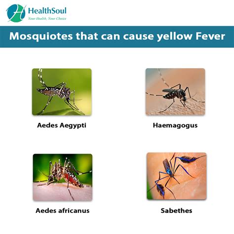 Yellow Fever Symptoms And Treatment Healthsoul