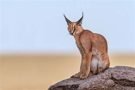 Wild Cats Of Africa