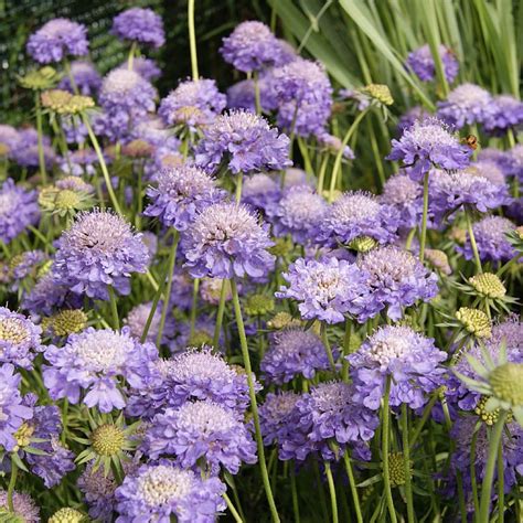 Scabiosa Columbaria ‘blue Note Find Haveplanter