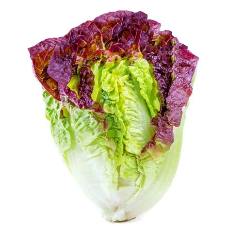 Raw Fresh Romaine Lettuce Salad Or Butterhead Isolated On White