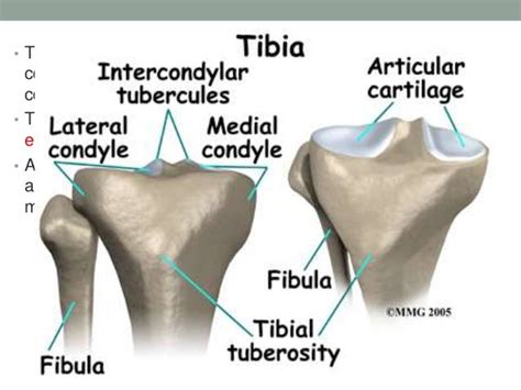 Anatomy And Examination Of The Knee