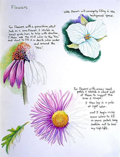 Flower Drawing Colour Pencil