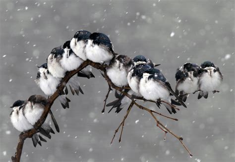 Картинки Птицы Зимой Telegraph