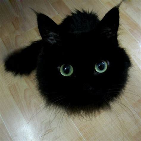 Fluffy Black Cats With Green Eyes