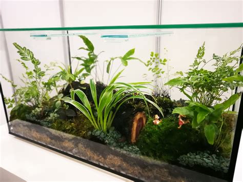 A Guide To The Perfect Paludarium