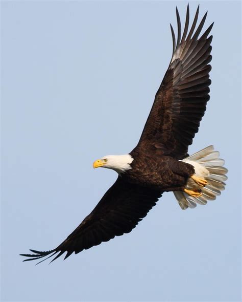 Spread Eagle Photograph By Glenn Lawrence