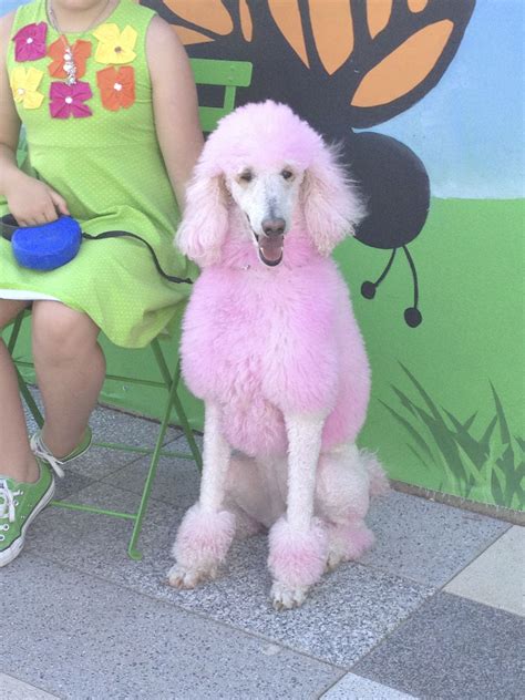 Pink Poodle At Clyde Warren Park Pink Poodle Pink Dog Pet Hair