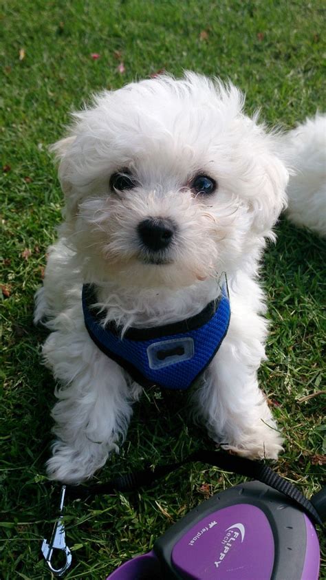 I love maltese bichon puppies and this little guy melts everyone's heart. Beautiful Maltese x Bichon puppies for sale | Enfield, Middlesex | Pets4Homes