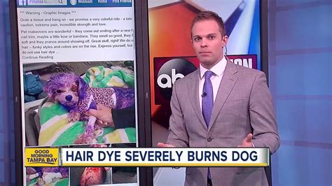 Had to tell whether this is chemical irritation/bur. Human hair dye severely burns dog - YouTube