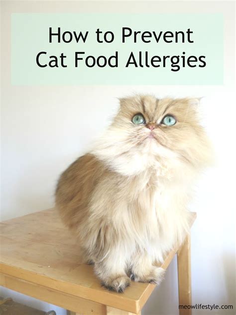 What are the cat food allergy scabs? How to Prevent Cat Food Allergies and Intolerance | Cat ...