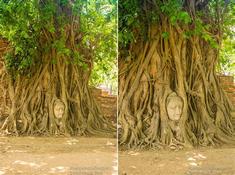 Buddha Head In Tree Trunk Ayutthayathailand