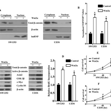 Functional Effects Of Canonical Wntβ Catenin Signaling Activation In