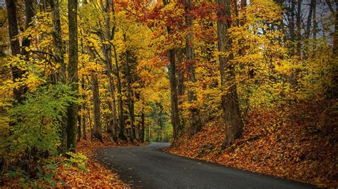 Autumn Road Hd Wallpaper Background Image 1920x1080