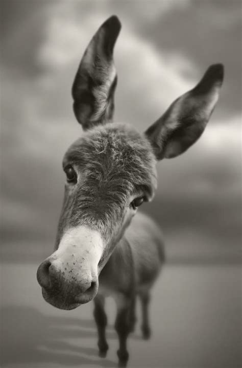 Most Funny Donkey Face Pictures That Will Make You Laugh