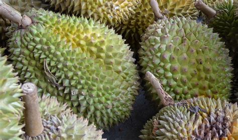 21 Tropical And Exotic Fruits Cultivated In Kerala